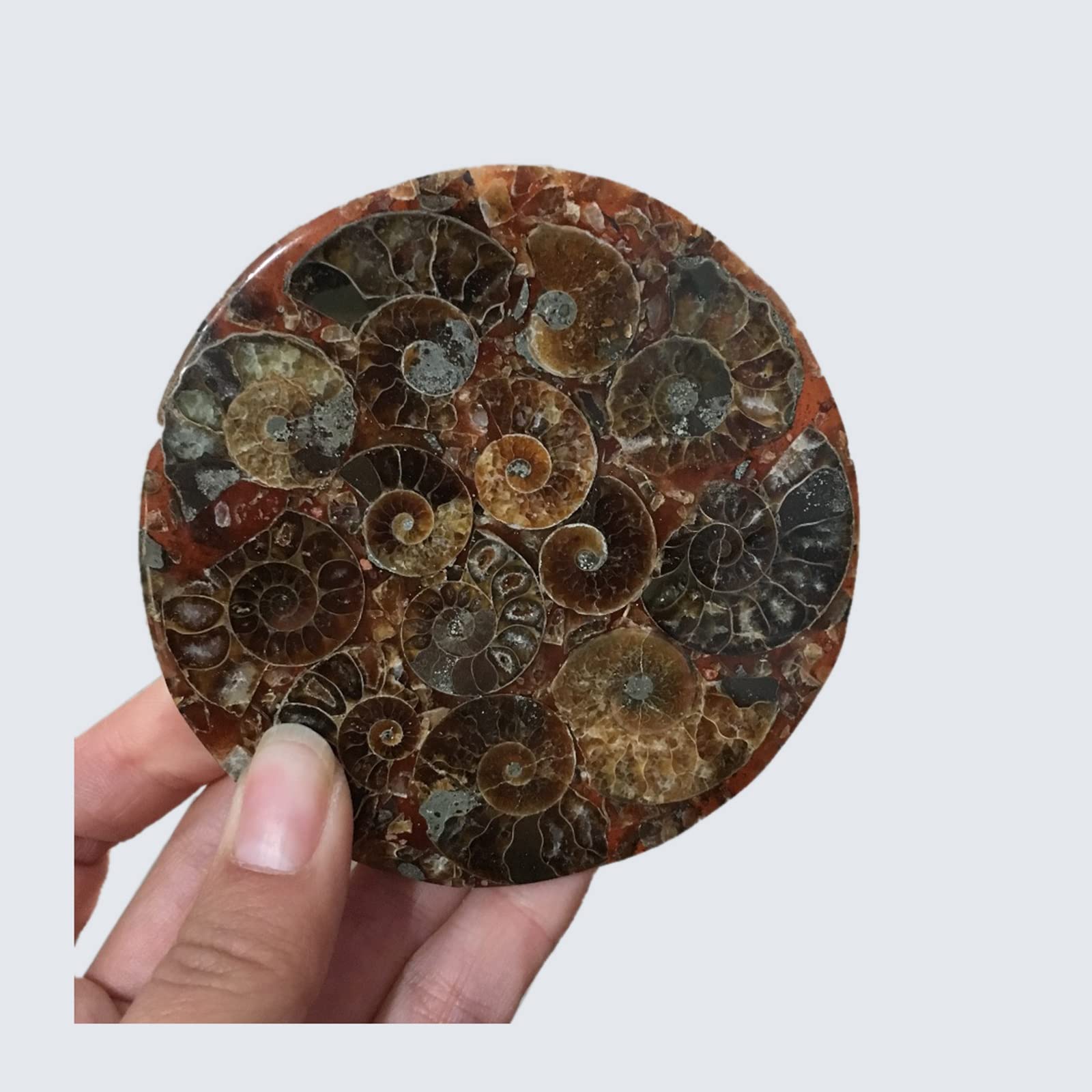 Decoración de hogar con amonita de Madagascar y concha natural de 115mm