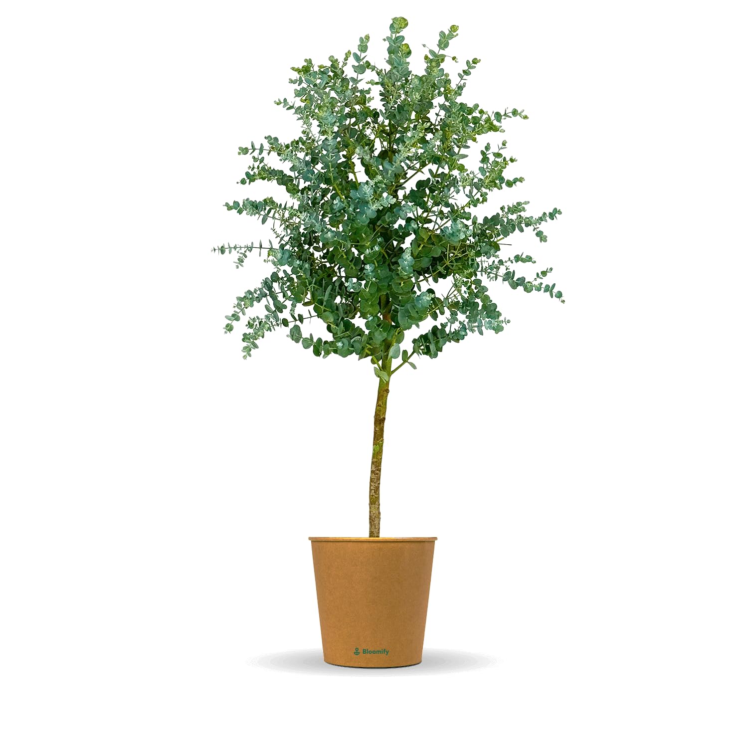 Bloomify® Eukalyptus Stamm "Eugenia" | 60 bis 90 cm große winterharte Eukalyptus Pflanze | pflegeleichte, echte Eucalyptus Pflanze für Balkon, Terasse oder Garten | herrlicher Duft