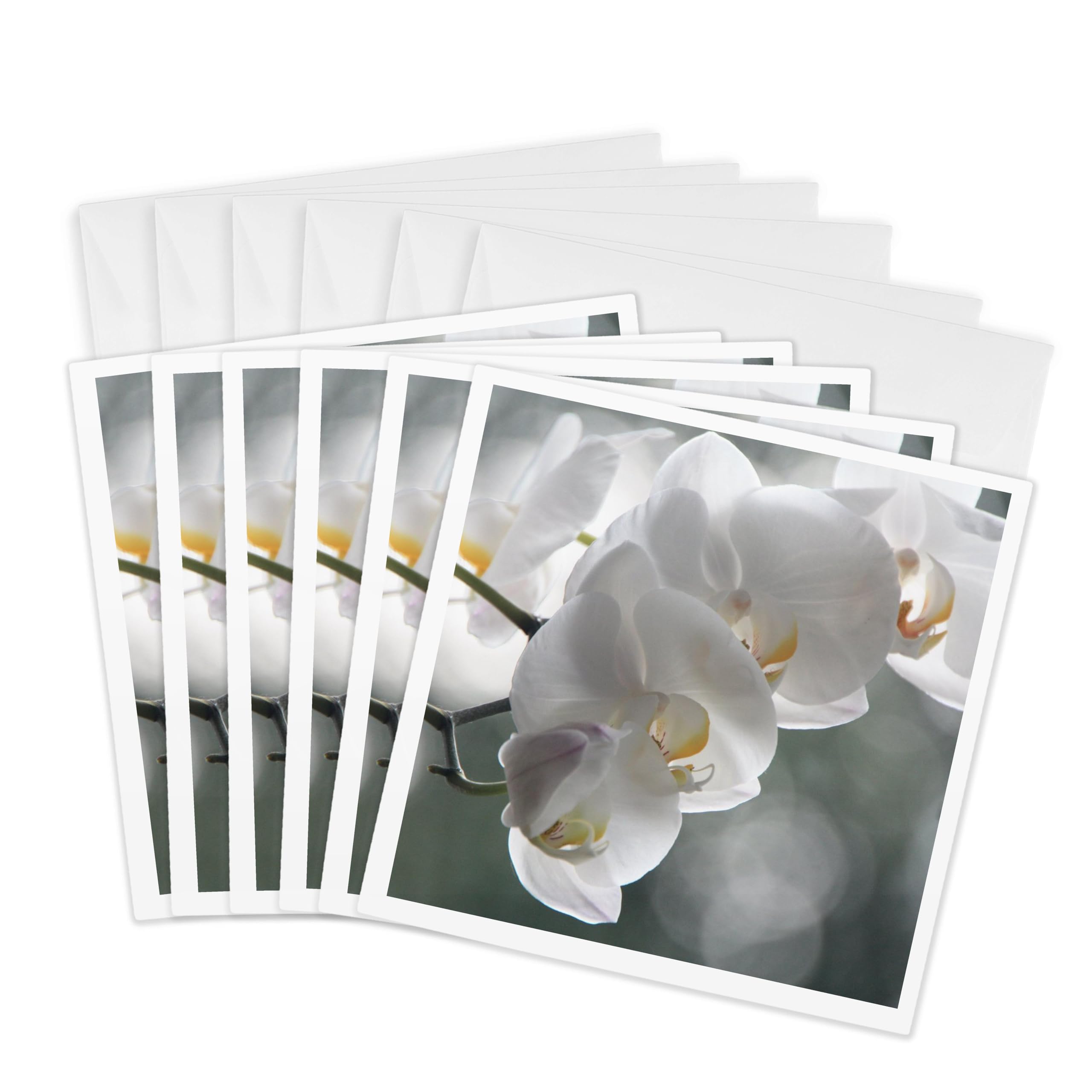 3dRose Greeting Cards - Beautiful White Orchid Flowers- Floral Photography - 6 Pack - Sanders Flowers