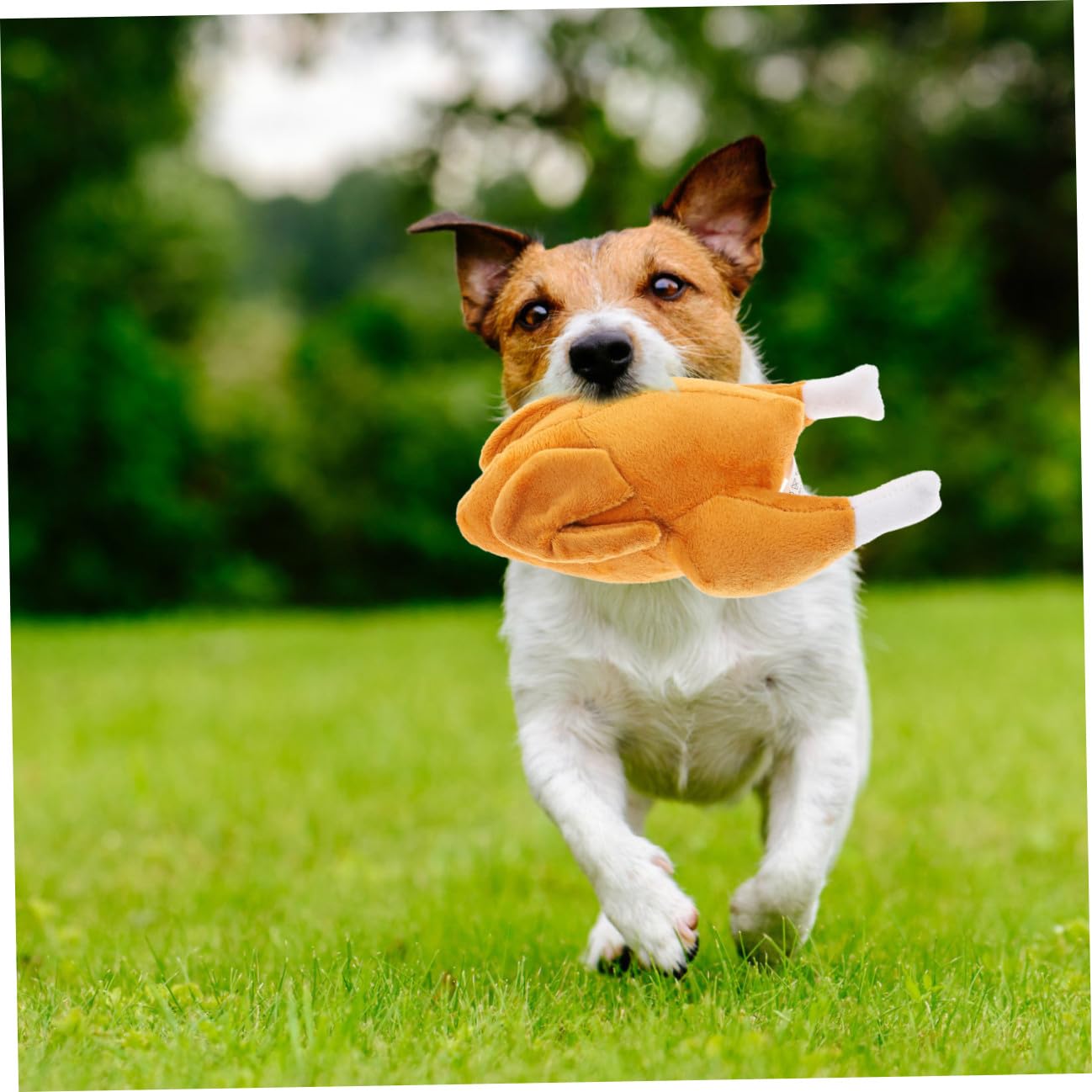 BESPORTBLE Lot De 4 Jouets Interactifs À Mâcher pour Chien Amusants Et Sûrs pour La Santé des Animaux De Compagnie