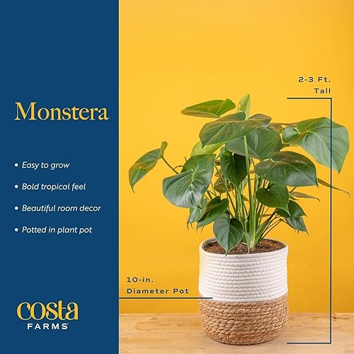 Miniatura 3 de Costa Farms Monstera - Planta de queso suizo, planta de interior viva, planta de interior de hojas divididas fácil de cultivar en maceta de