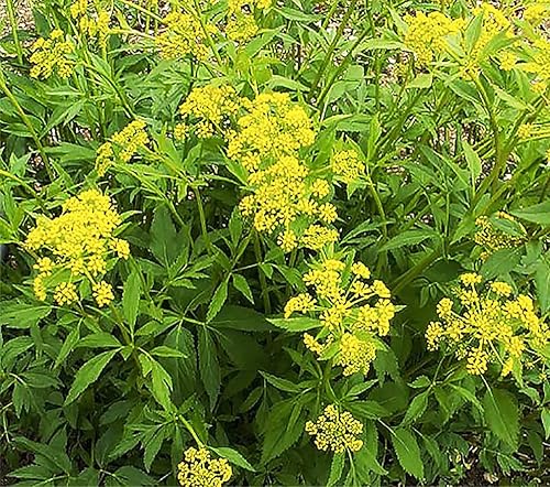 Miniatura 2 de Golden Alexander - Similar a Queen Anne's Lace - Atractor de Mariposas - 500 Semillas