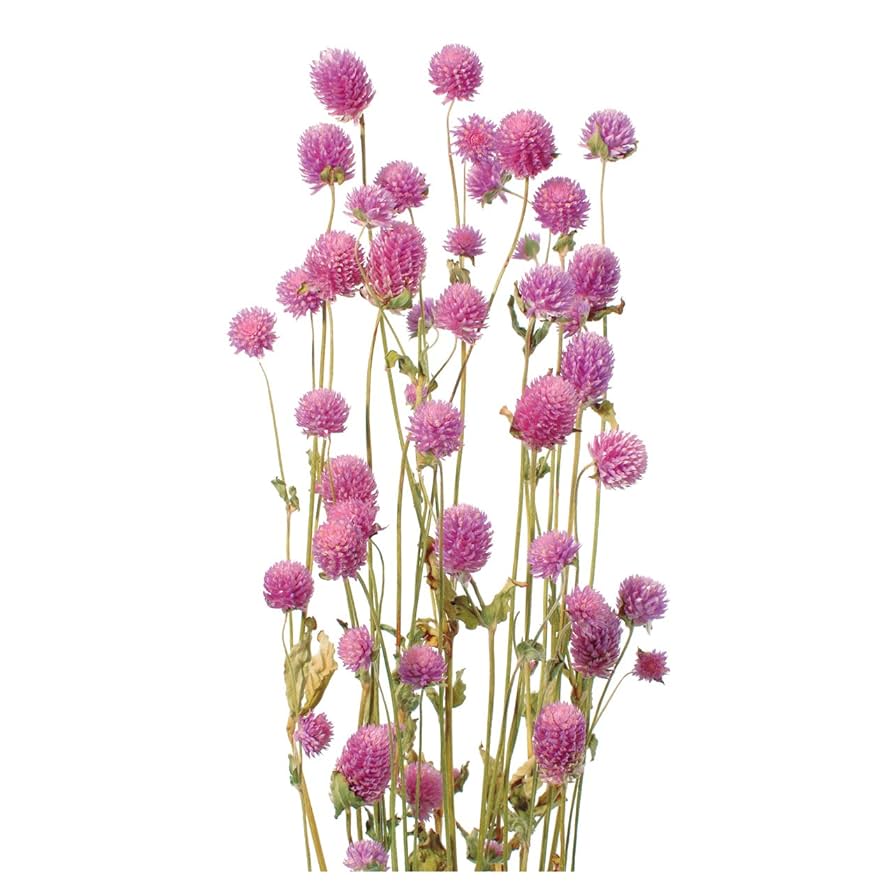 Amazon｜大地農園 ドライフラワー 千日紅(35g入り) ライラック