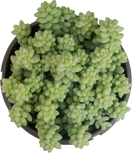 Miniatura 10 de Sedum - Cesta colgante de burrito para suculentas, plantas colgantes vivas plantas suculentas plantas de interior vivas, cesta de maceta colgante,