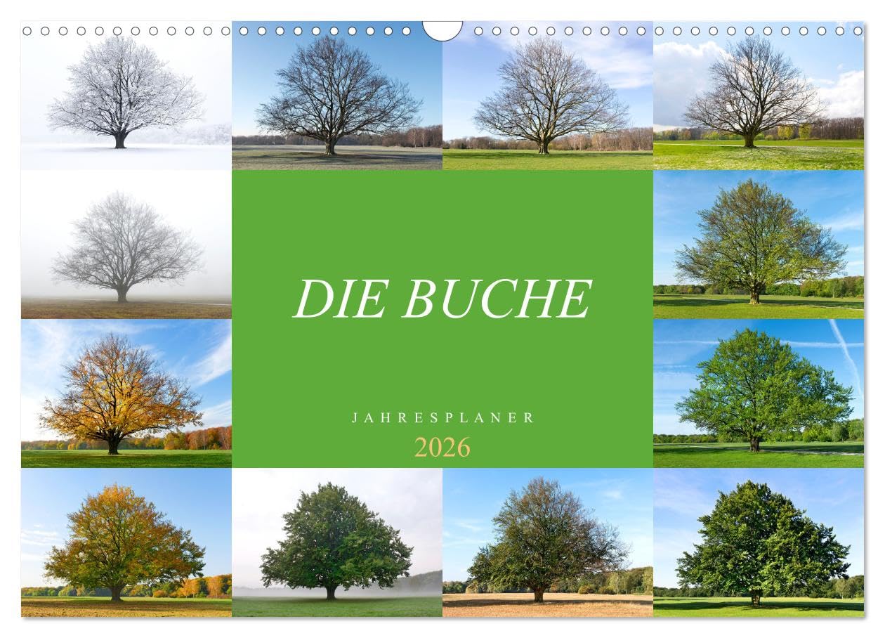 Die Buche: Jahresplaner 2026 (Wandkalender 2026 DIN A3 quer), CALVENDO Monatskalender: Vier Jahreszeiten der Rotbuche