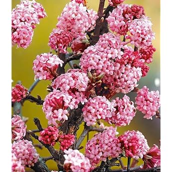 BALDUR-Garten Dawn Scented Snowball Viburnum Bodnantense Winter Snowball 1 Plant Viburnum bodnantense winter snowball hardy perennial easy-care blooming vanilla fragrance undemanding plant