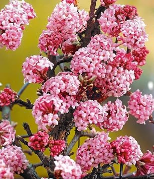 Baldur Garten 1x Scented Snowball Dawn Plant in 2 Litre Pot Viburnum bodnantense winter snowball hardy perennial easy-care blooming vanilla fragrance undemanding plant