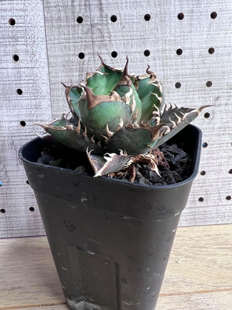 アガベ 赤猫 鉢ごと アガベ レッドキャットウィーズル 赤猫 鉢ごと発送！ ボールタイプ 強