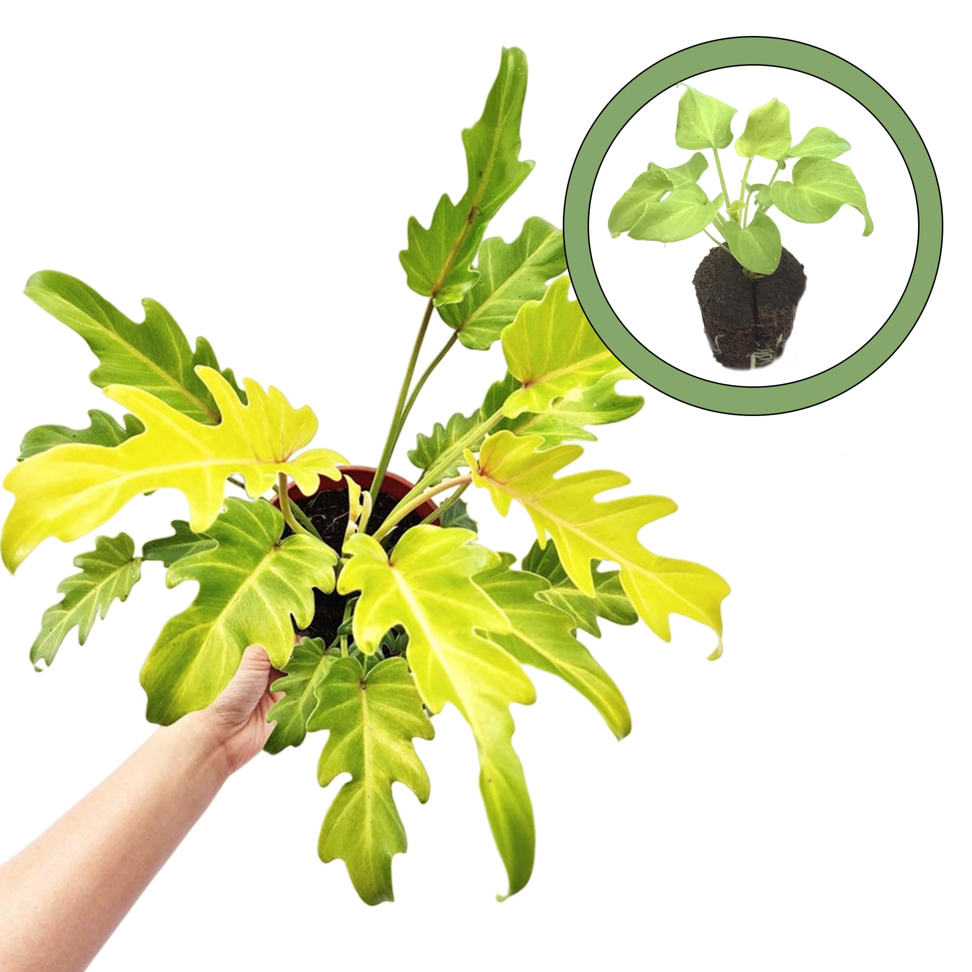 Amazon.com : Philodendron Golden Xanadu Starter Plant : Patio, Lawn & Garden