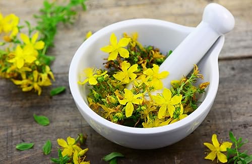 Miniatura 3 de Semillas Hierba de San Juan Hierbas Perennes No GMO para Plantar