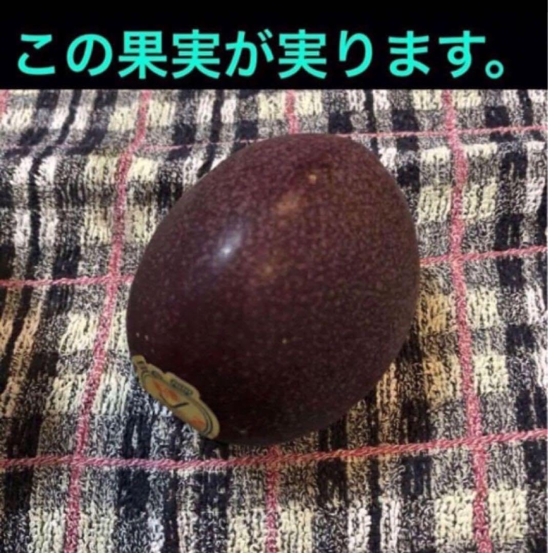 クダモノトケイソウの種子20粒　パッションフルーツ　種　たね　タネ Amazon.co.jp: クダモノトケイソウの種子20粒 パッションフルーツ 種