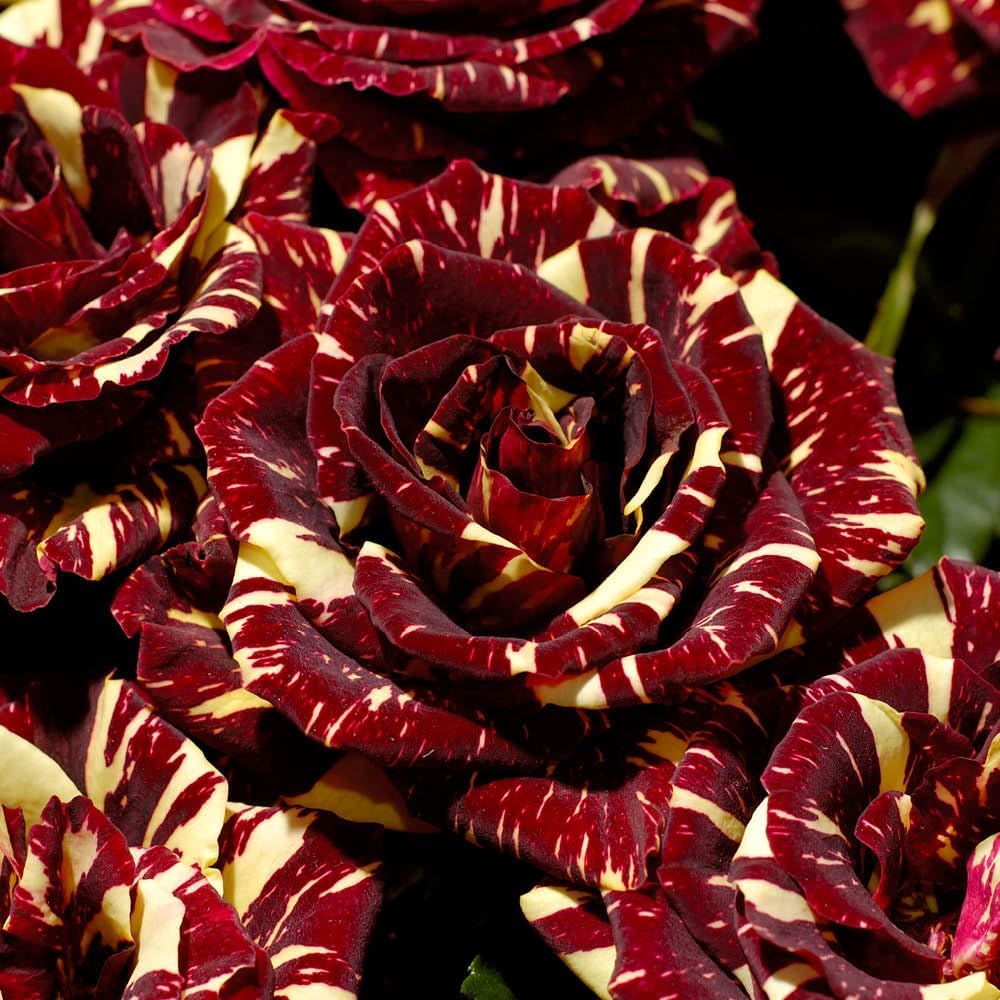 YouGarden Rose Abracadabra Bare Root Rose Bush, Bare Root Roses Bushes for Gardens and Pots Red and Yellow Bare Root Rose Ready for Planting Now Growth Height 70cm to 90cm, Perfect in Containers