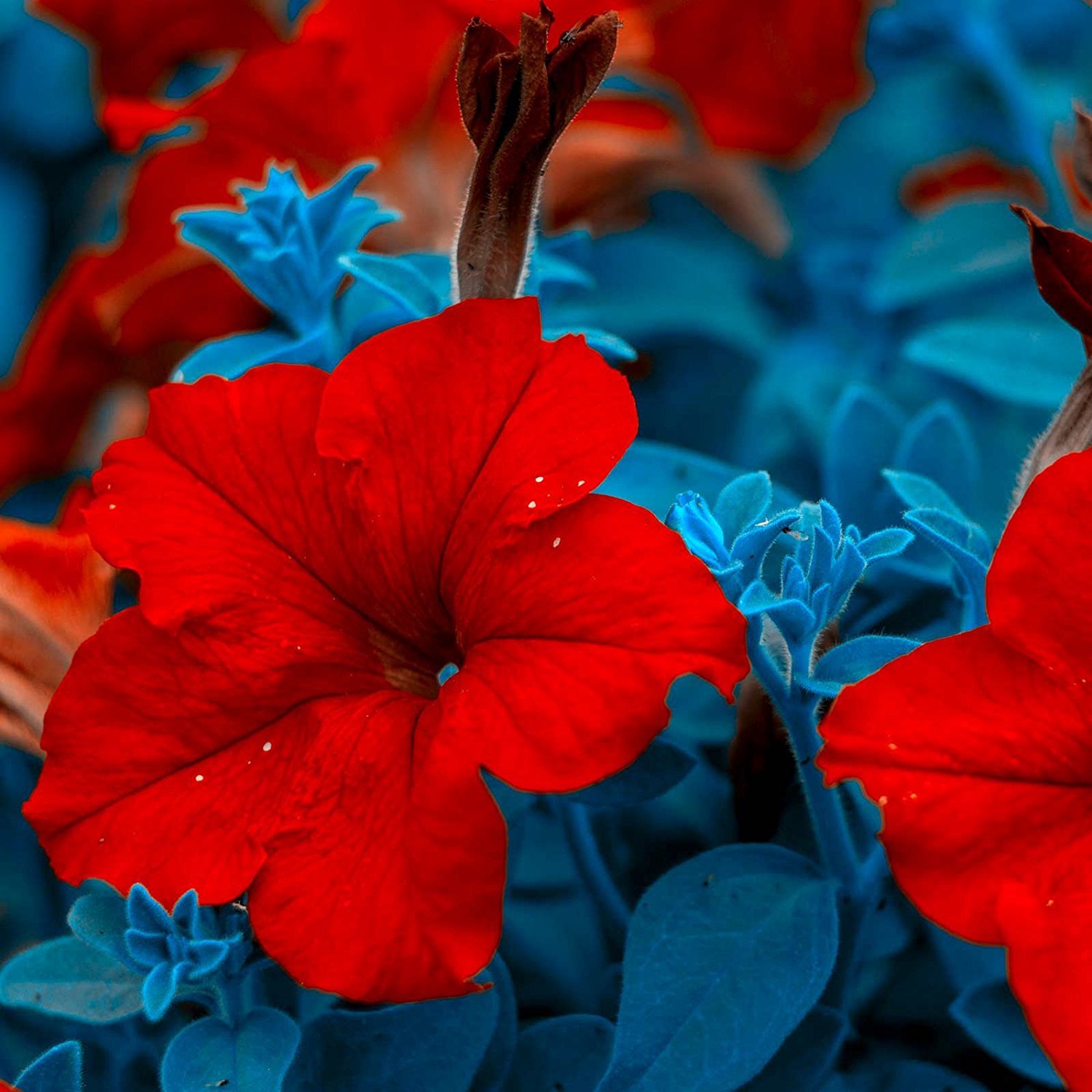 Petunia Supercascade Series Red Seeds