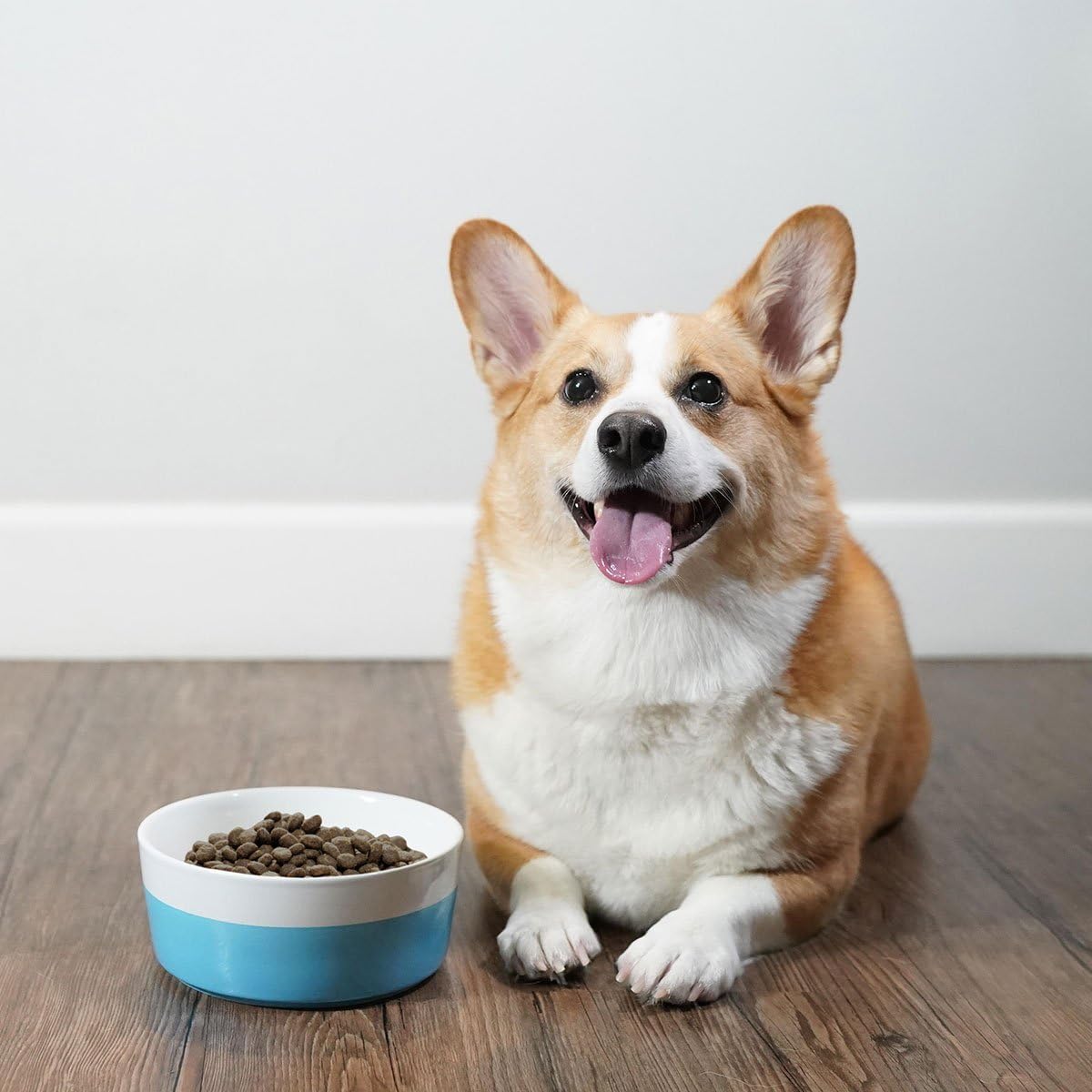 Waggo Dipper Ceramic Dog Bowl Light Grey/White Size Small Heavyweight Durable Dog Food And Water Dish : Pet Supplies