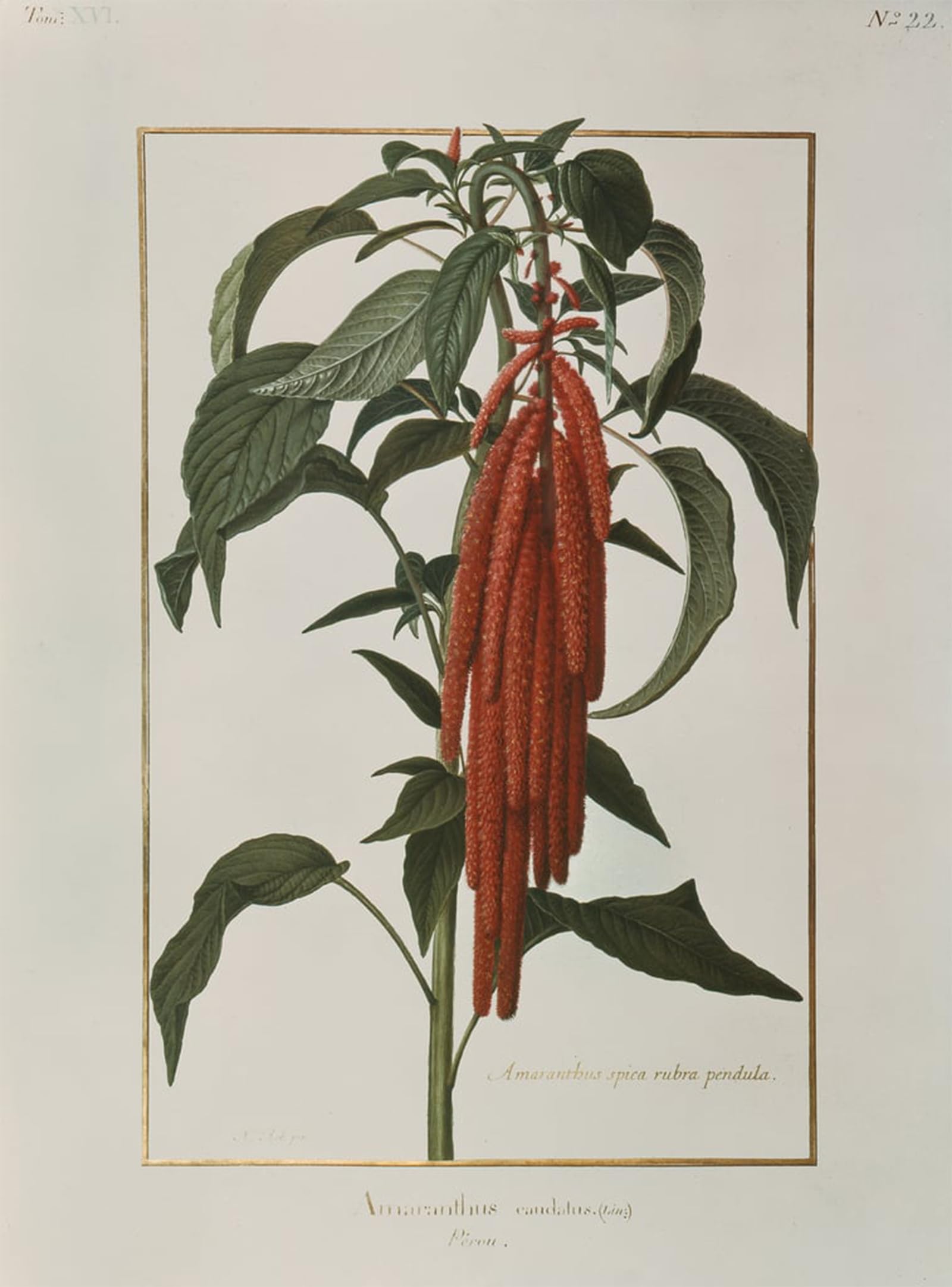 POSTERIIk Vintage Art Print Images Pictures Print Amarantus Caudatus by Nicolas Robert Modern Colour Posters for Office Home Decor 60x90cm