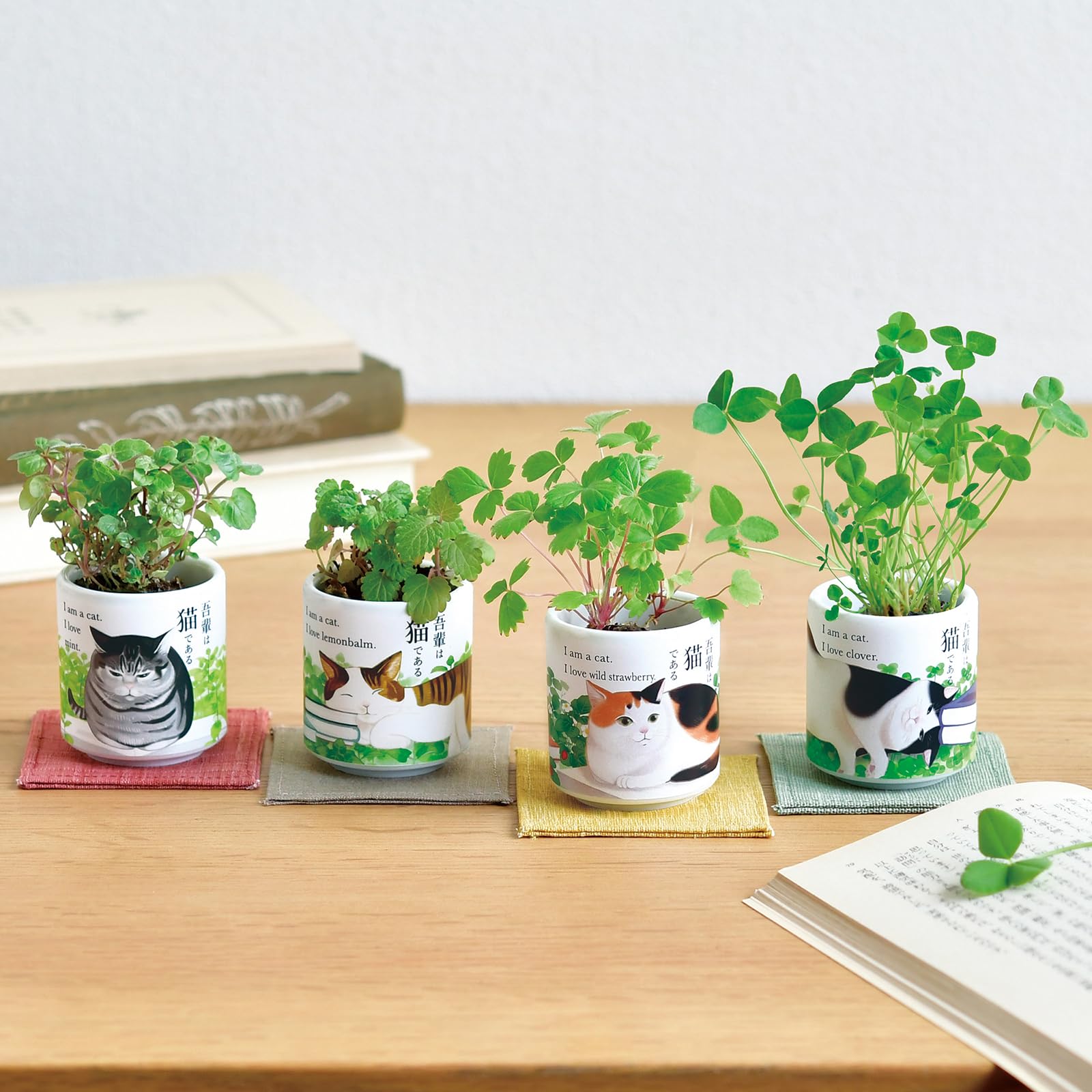 Amazon｜聖新陶芸 通年 家庭菜園 栽培キット 「 お芽でた