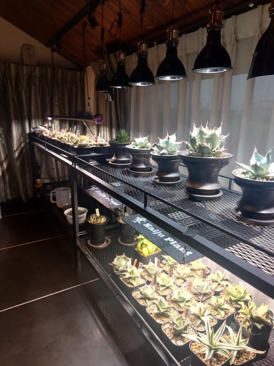 ダクトレール付 植物棚 塊根植物 多肉植物 ボタニカルシェルフ