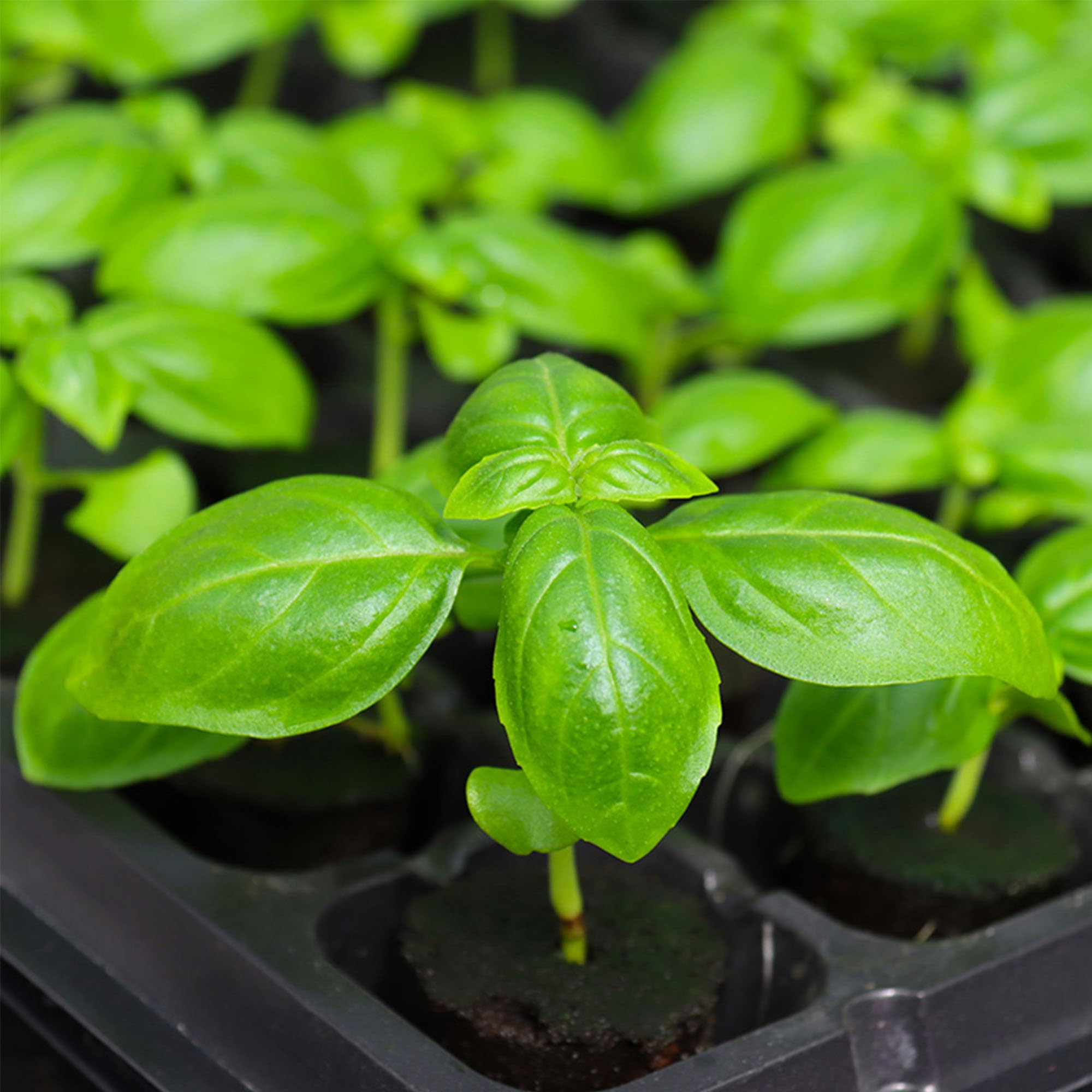 Kit per Coltivare Qualsiasi Cosa per la Coltura Idroponica Kit di Baccelli di Semi per Aerogarden Tappi per Piante in Lana di Roccia Idroponica (Lungo (Blocco da piantare + Cesto) 24)