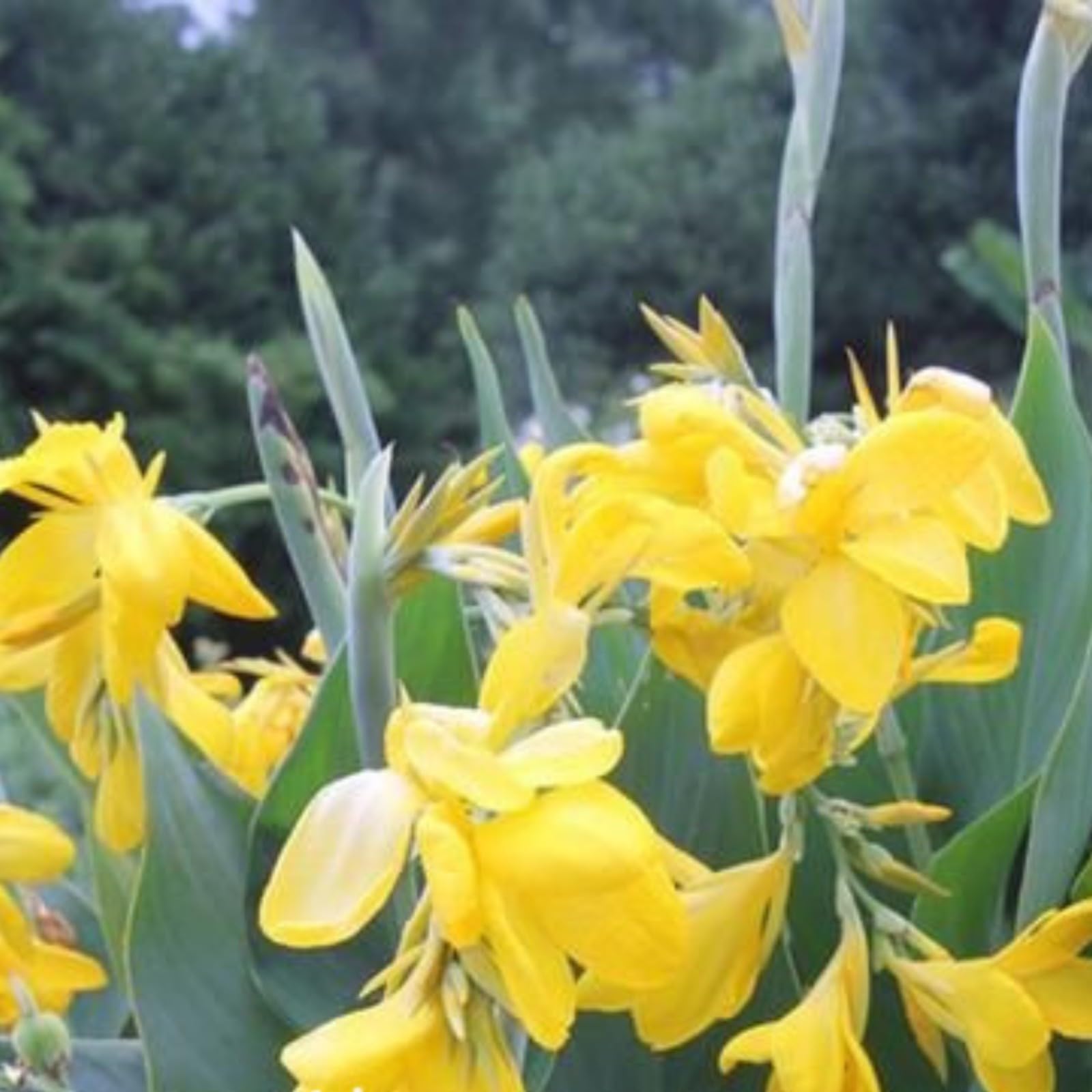 Excellent Canna Bulbs Mix for Planting Now UK Iridescent Good for Containers,Flowering Root,Display Balcony Garden Can Be Potted Aromatic,Perennial Cut Flowers.-5Bulbs-C