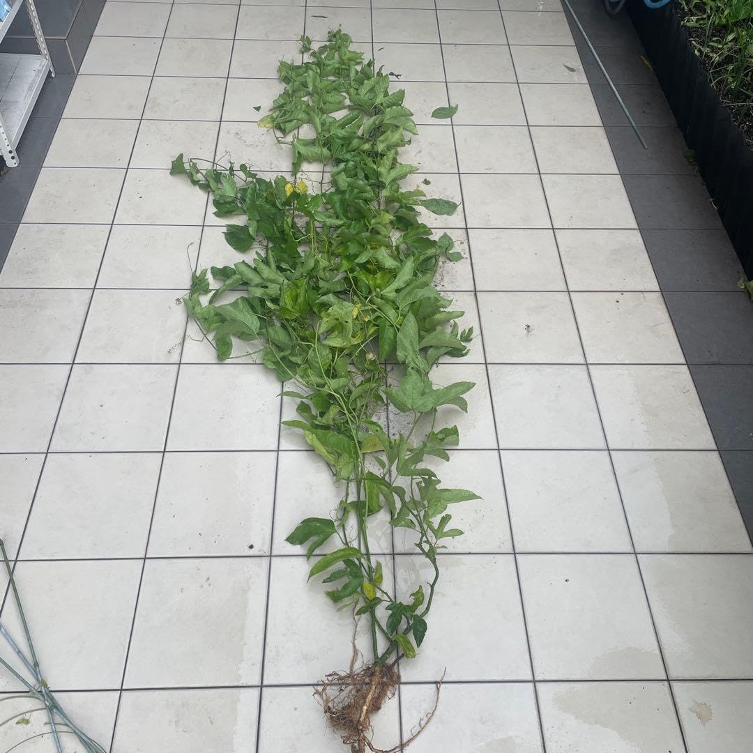 ベルガモット柑橘大苗木 レモンの横に♪ 温室栽培ベルガモット正規品 9㎏