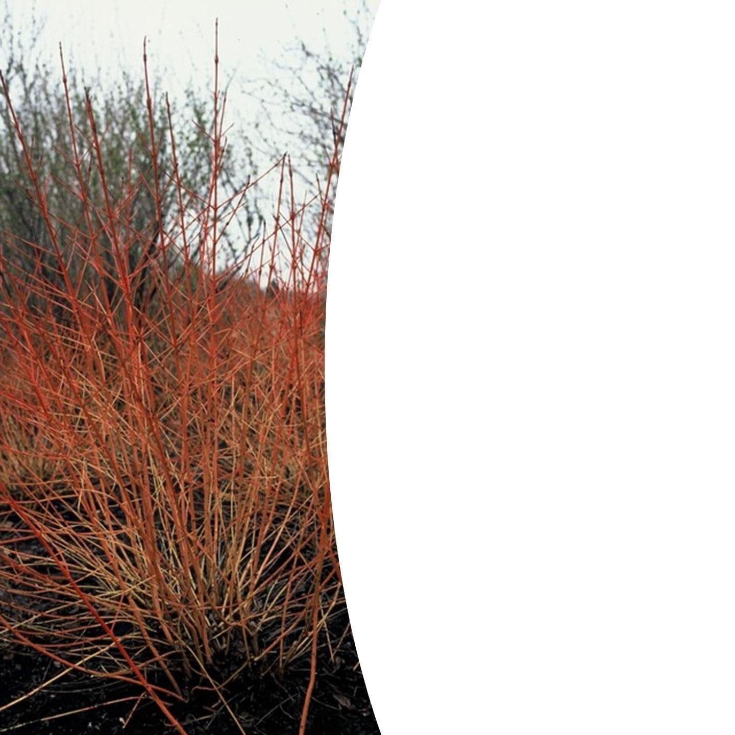 Cornus sanguinea Midwinter Fire arbuste haie vive colorée pot Ø9cm