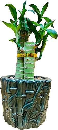 Lucky Lotus Bamboo en jarrón de cerámica verde