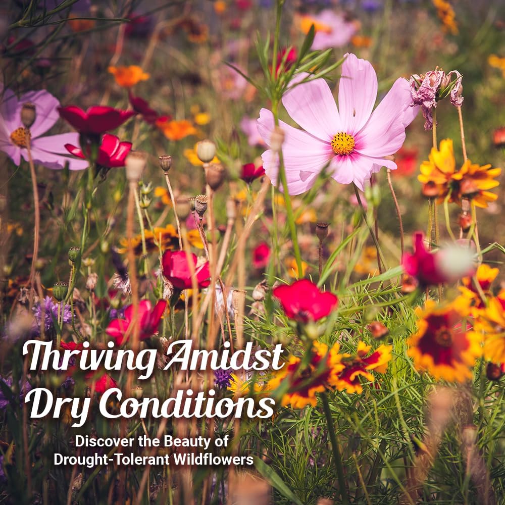 Drought Tolerant Wildflower Seeds - 4oz Packet, Open-Pollinated Bulk Flower Seed Mix for Beautiful Perennial, Annual Garden Flowers - No Fillers - 1/4 Pound