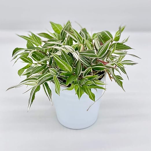 Amazon Co Jp Ina工藝 観葉植物 おしゃれ 小さめ ミニ観葉 ニシキザサ 錦笹 3号 本物 鉢植え 室内 風水 プレゼント ギフト グリーンインテリア 植物 育てやすい Diy 工具 ガーデン