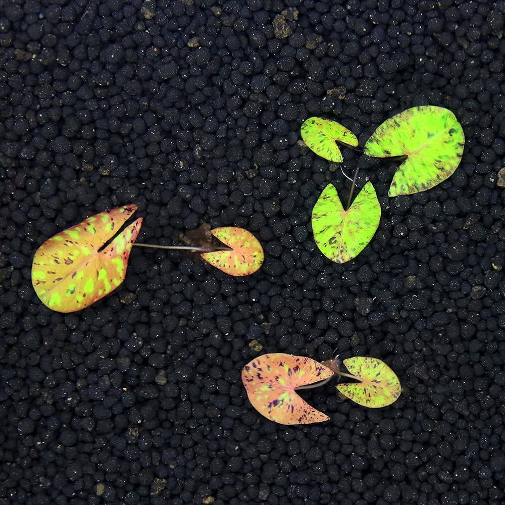 Amazon.co.jp: （水草）ニムファ ミクランサ（水中葉）（無農薬