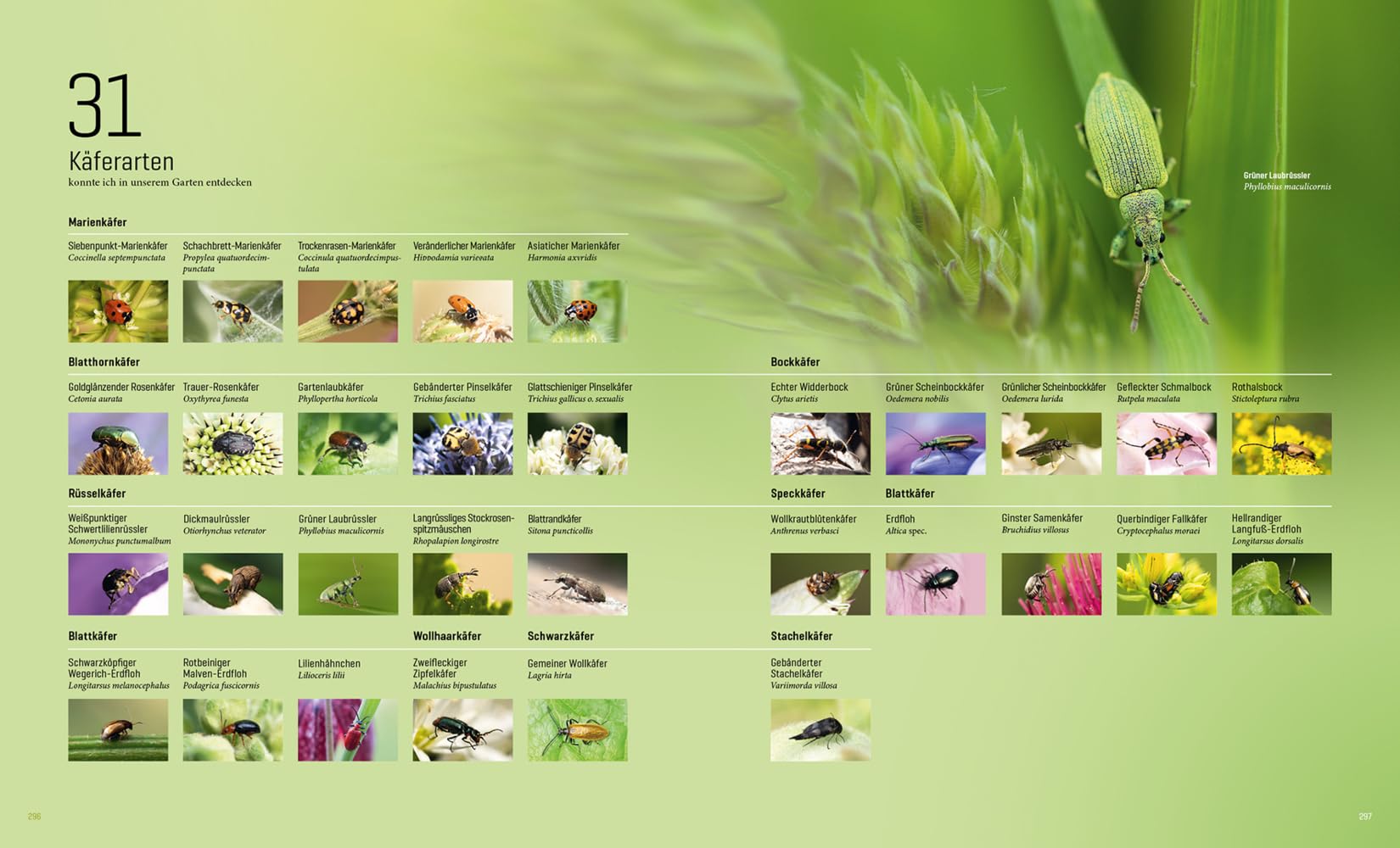 Mein Artenretter Garten: Mit den richtigen Pflanzen & Strukturen die Insektenvielfalt fördern