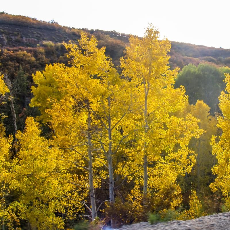 3 Quaking Aspen Trees Seedlings, Quaking Aspen Trees Live Plants 6 to 12 Inches Tall, Quaking Aspen Plants Live Ready to Grow
