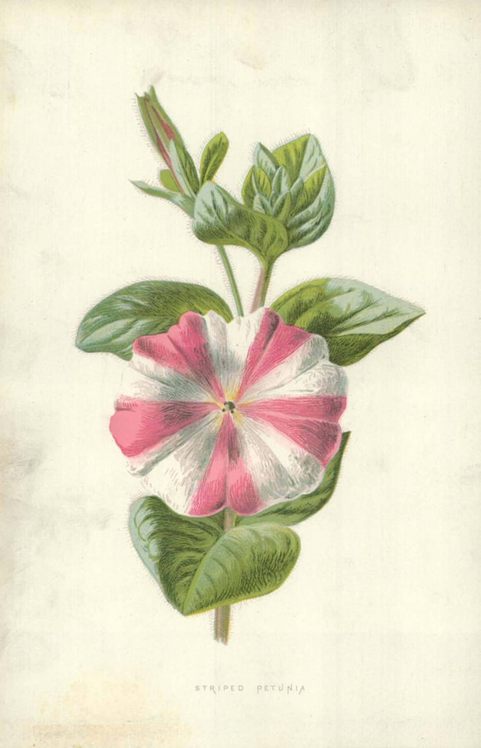 POSTERIIk Vintage Art Print Images Pictures Print Striped Petunia by Frederick Edward Hulme Modern Colour Posters for Office Home Decor 60x90cm