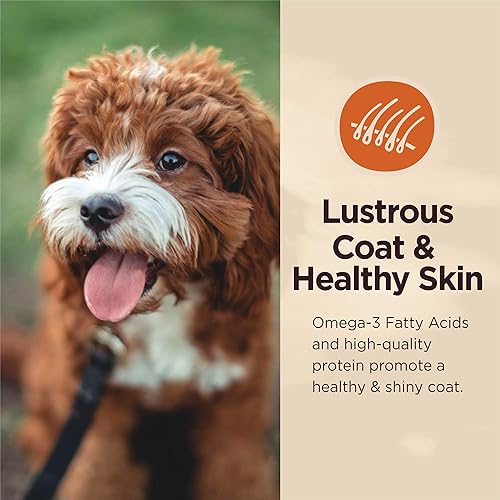 Miniatura 4 de Wellness CORE Digestive Health Alimento seco para perros con granos saludables, pollo y arroz integral, bolsa de 24 libras + CORE Bowl Boosters