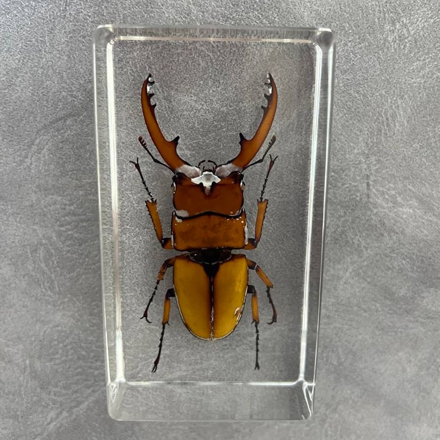 Amazon.co.jp: 昆虫 標本 キーホルダー クワガタムシ 虫