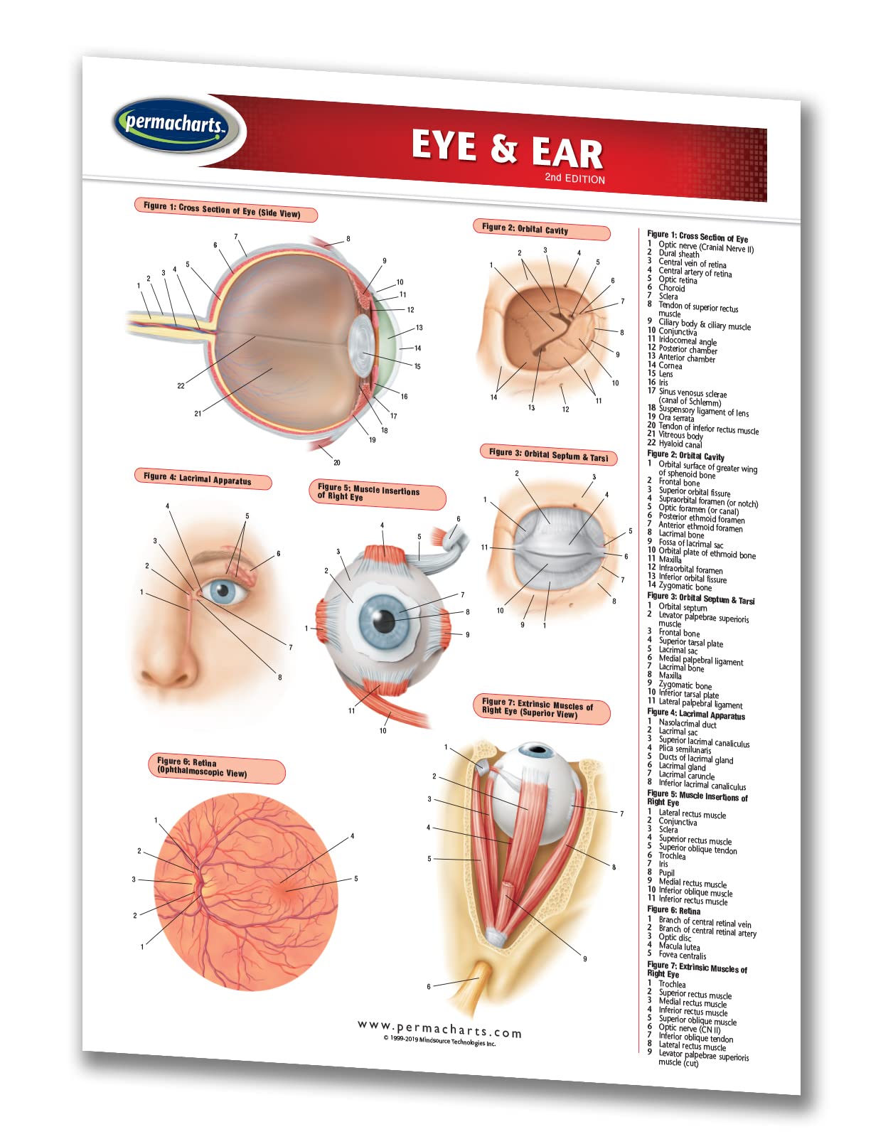 Eye & Ear Chart - Medical - Quick Reference Guide by Permacharts - 
