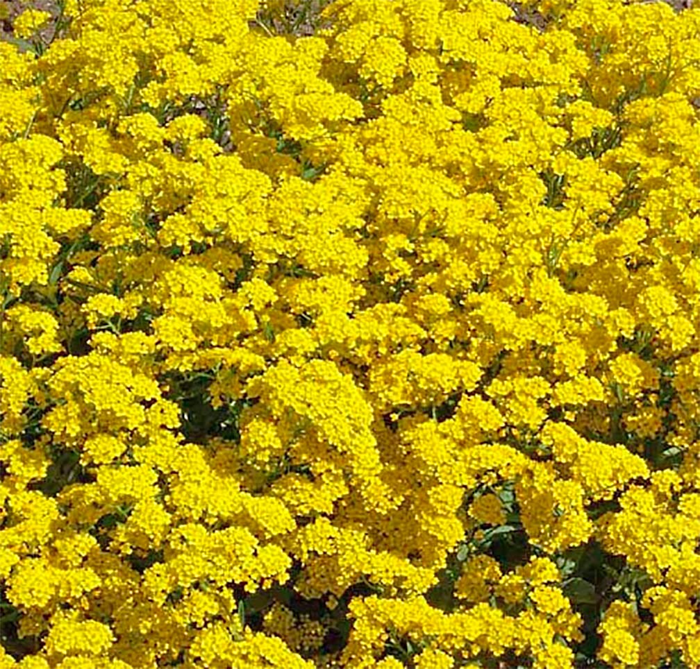 Marde Ross Basket of Gold Seeds