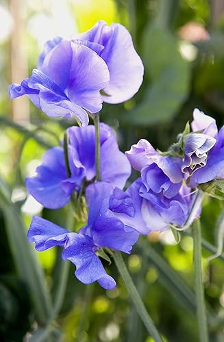 Miniatura 2 de Sweet Pea Blue Lathyrus - Semillas odoratus para plantar alrededor de 10 semillas o 0035 oz