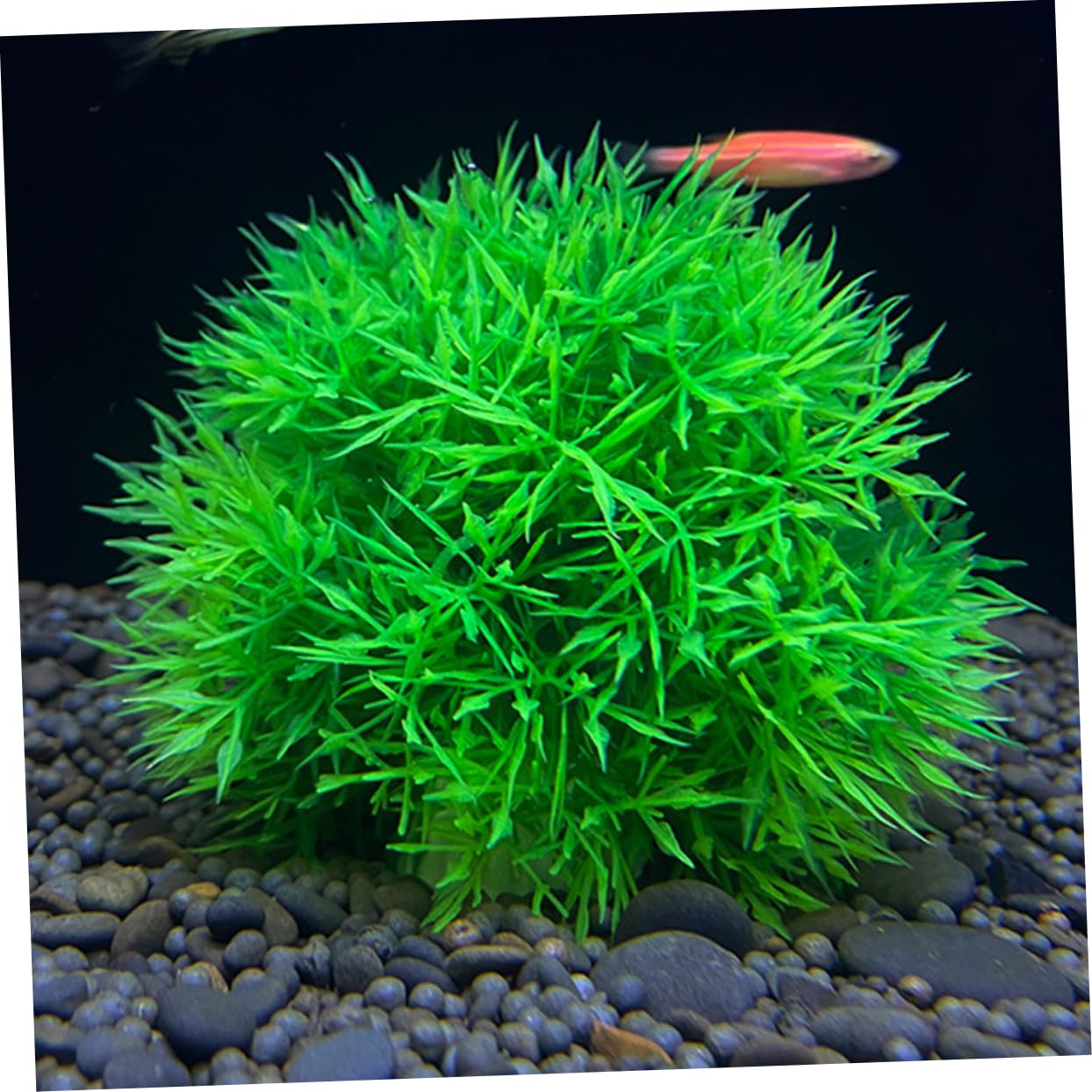MAGICLULU 5 Set Di Piante Artificiali Per Acquario Piante Acquatiche Finte Realistiche Per La Decorazione Dellacquario 2 Pezzi * 5