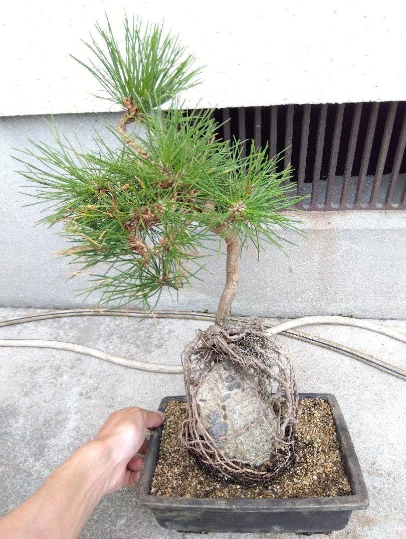 希少激レア！鬼才関野正作 根上がり半懸崖 五葉松 小品 盆栽 黒松 真柏