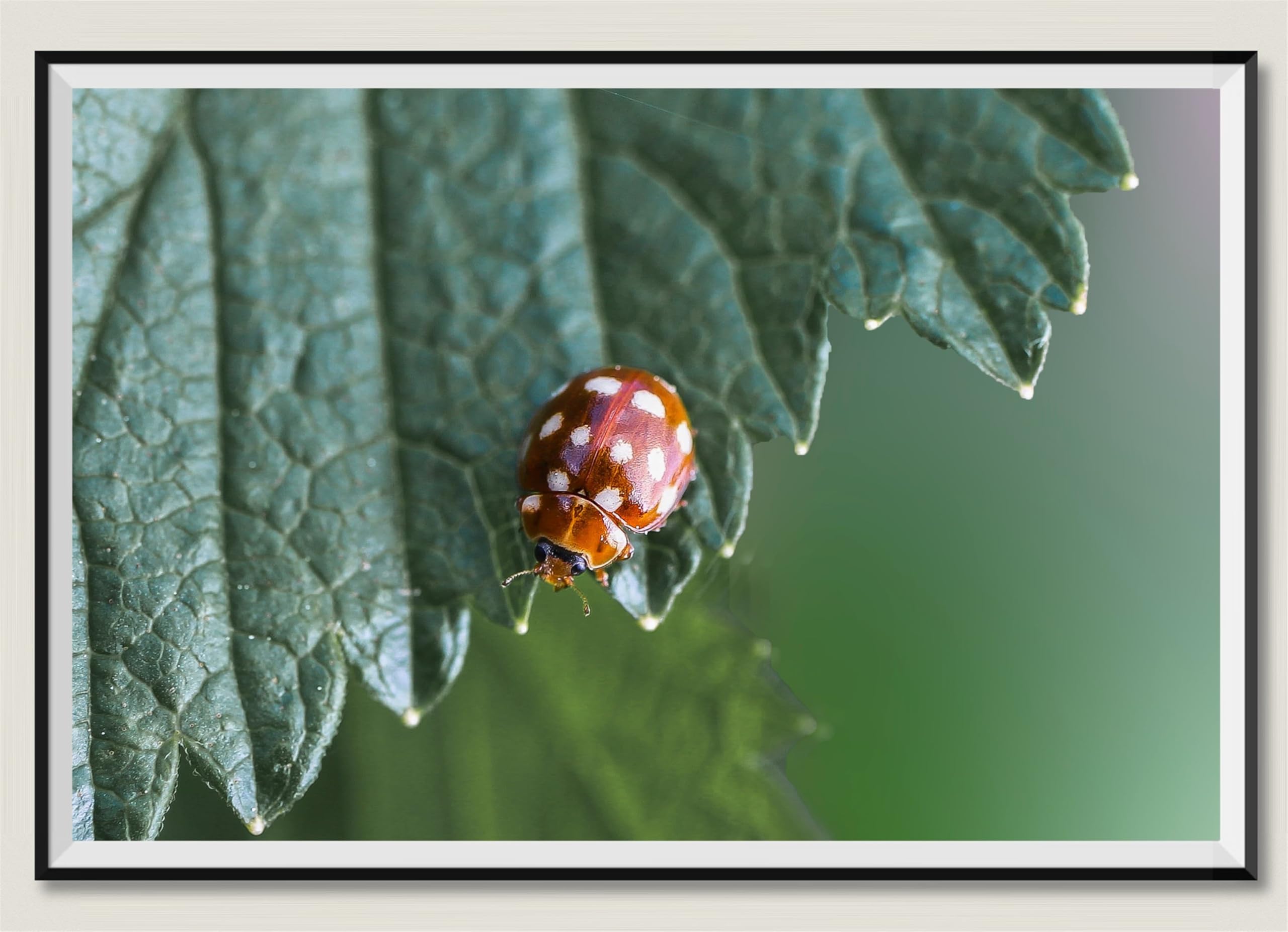 Coccinella - Puzzle in legno da 2000 pezzi, regalo per amicizia, tempo libero, intrattenimento, decorazione per feste, 14 anni+