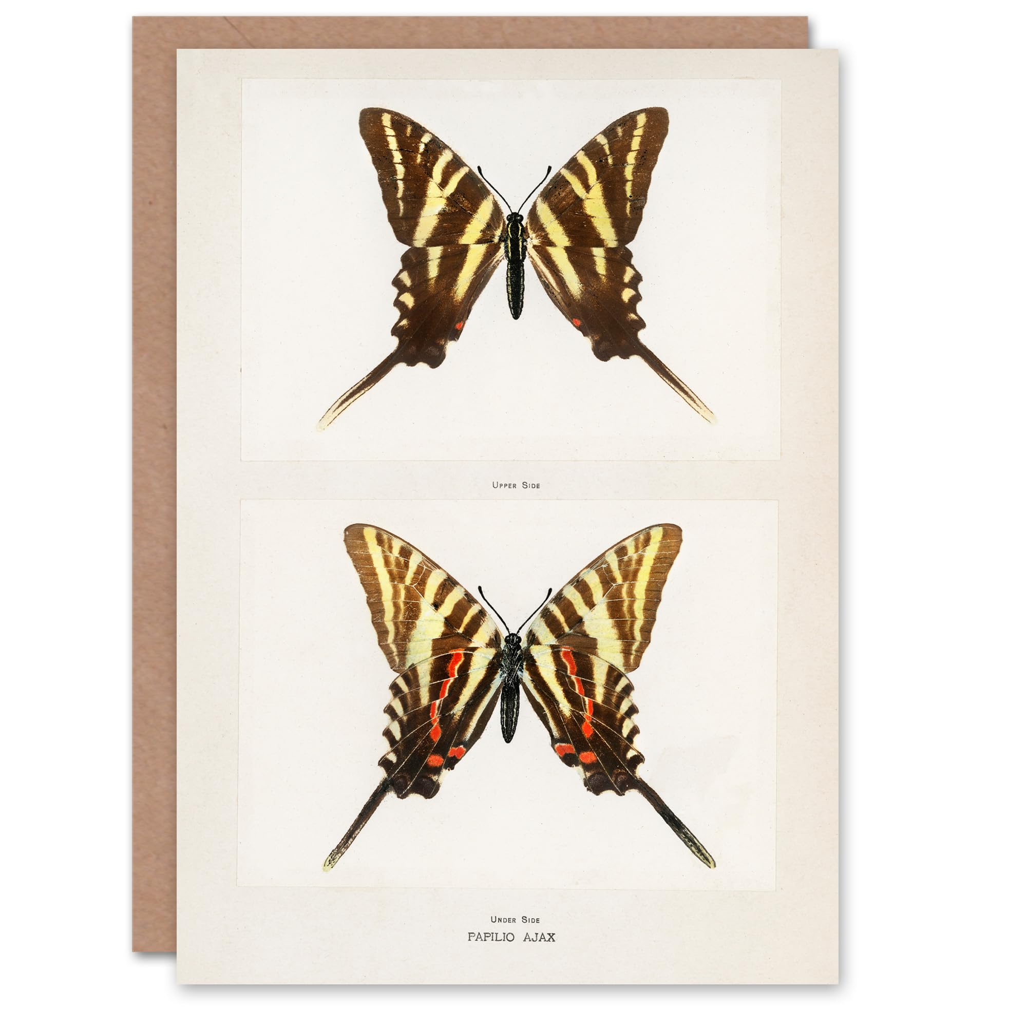 Artery8 Sherman Denton Art Card Papilio Ajax Butterfly Vintage Illustration