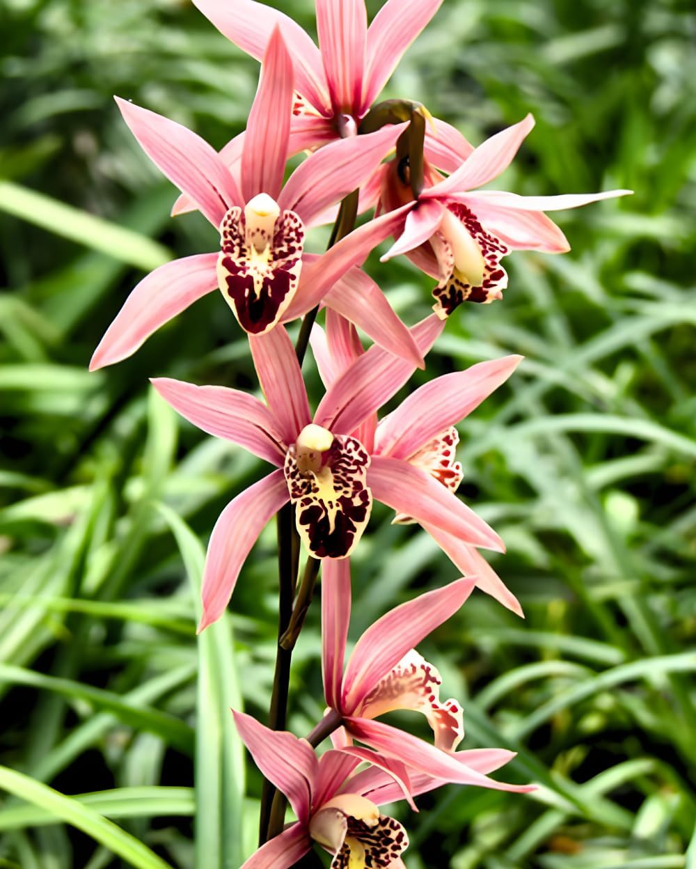Divine Blossoms Cymbidium Orchid Hybrid Miss Taipei Unveiled Live Flower Plant Without Flowers for Home, Balcony & Outdoor Gardening