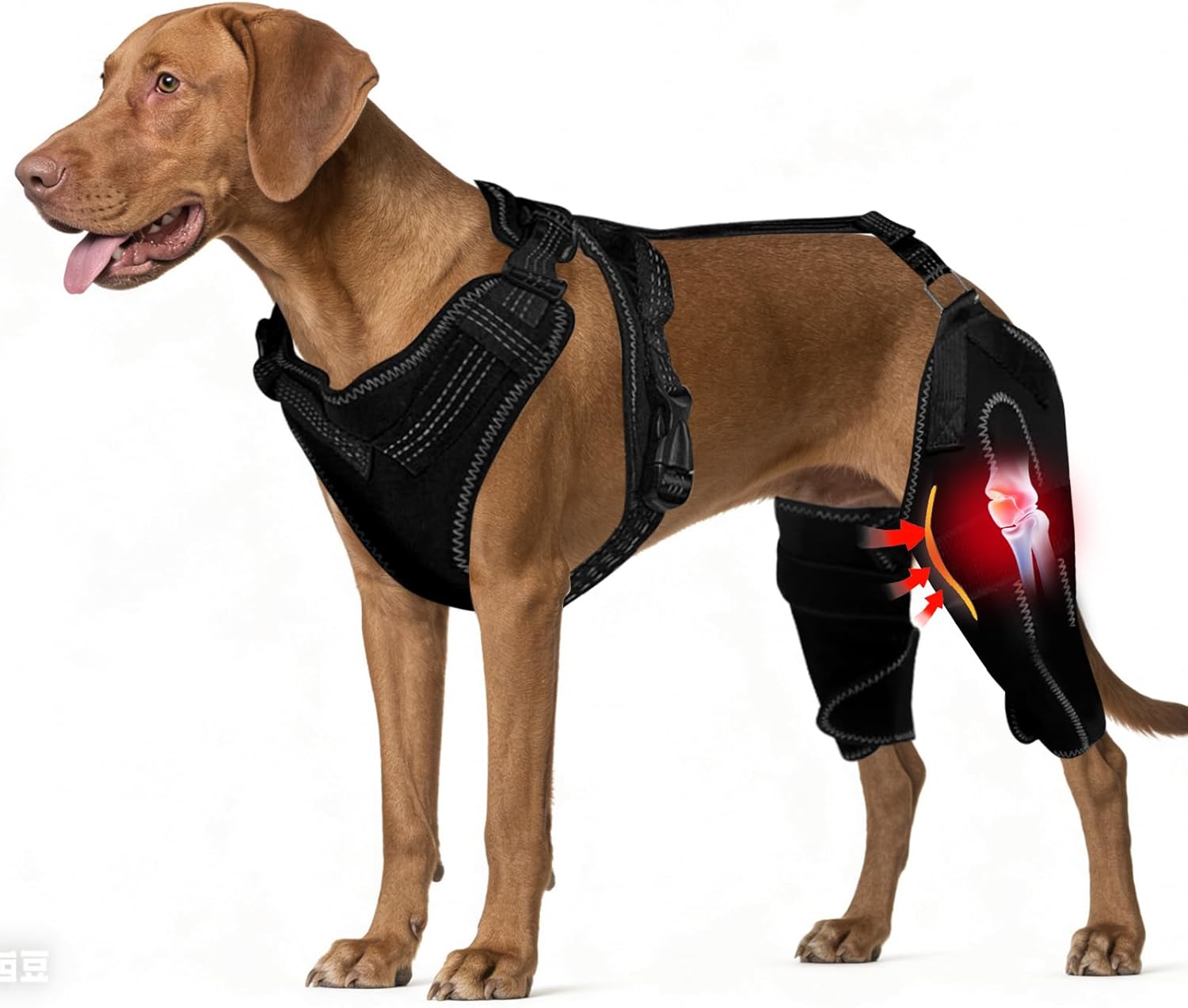 Dog Knee Braces for Back Leg, Adjustable Dog Leg Braces for Torn ACL Hind Leg with Metal Stabilizers, Better Recovery Knee Brace for Rear Leg Cruciate Ligament Injuries & Hip Dysplasia, M