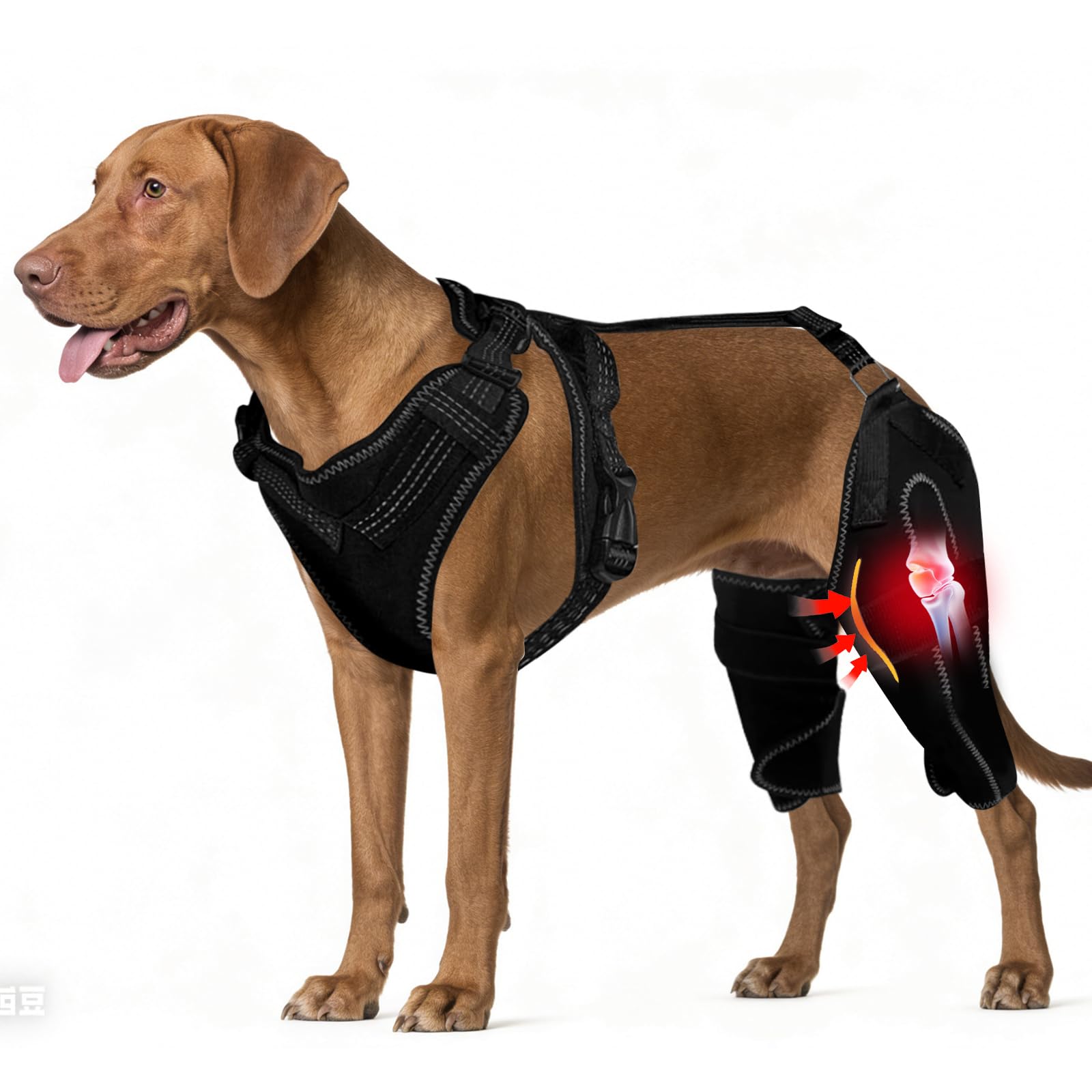 Amazon.com: Arvion Dog Knee Braces for Back Leg, Adjustable Dog