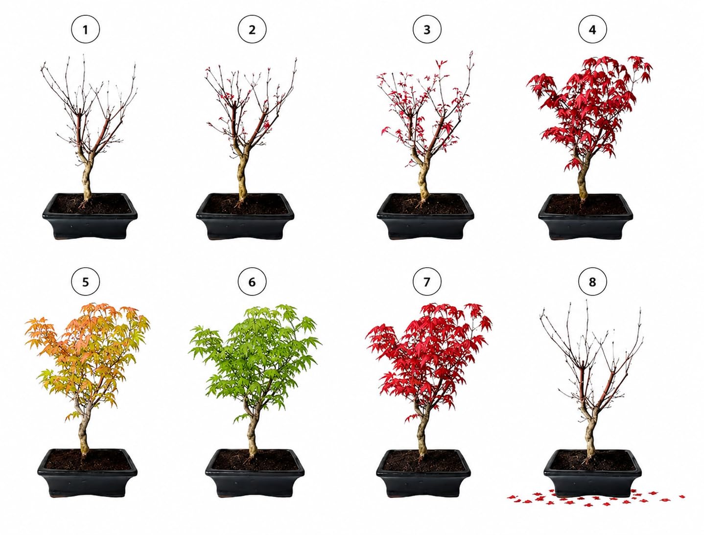 Bonsai DE - Bonsai Baum Japanischer Fcherahorn - Acer (Ahorn) Bonsai  bume/Japanische Ahorne/ist 25-30 cm hoch (Deshojo P20 Rot): Amazon.de:  Garten