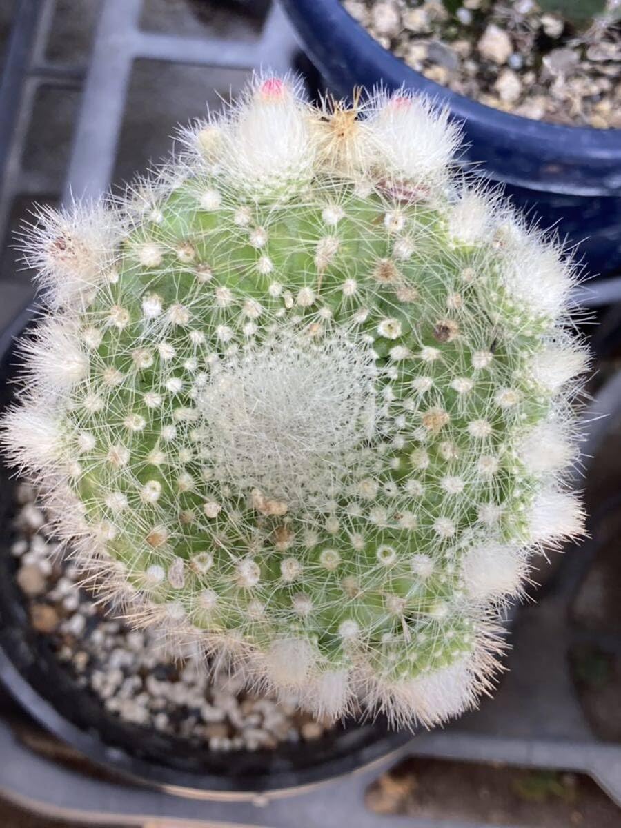 Amazon.co.jp: HUMORパロディア属「花泉雪晃モンスト」1株サボテン