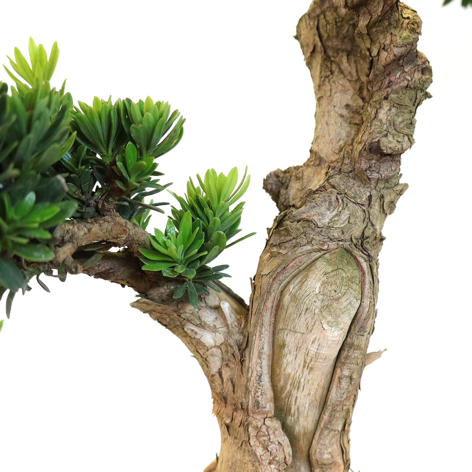 KENTIS - Bonsái Podocarpus Macrophyllus - Plantas Naturales de Interior y Exterior - Apartamento, Jardín - Maceta de Cerámica de 38 cm