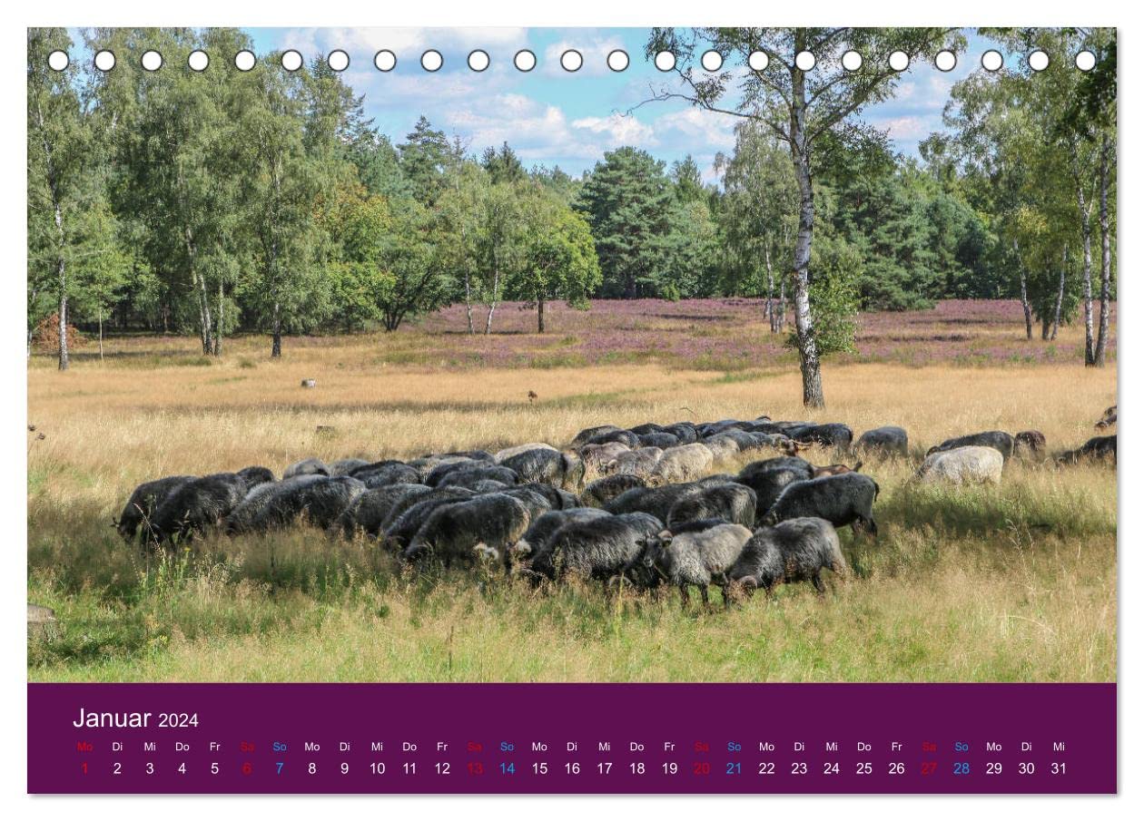 Die Heide blüht (Tischkalender 2024 DIN A5 quer), CALVENDO Monatskalender: Blühende Heidelandschaften, Schäfer mit Heidschnuckenherde und romantische Häuser (CALVENDO Orte)