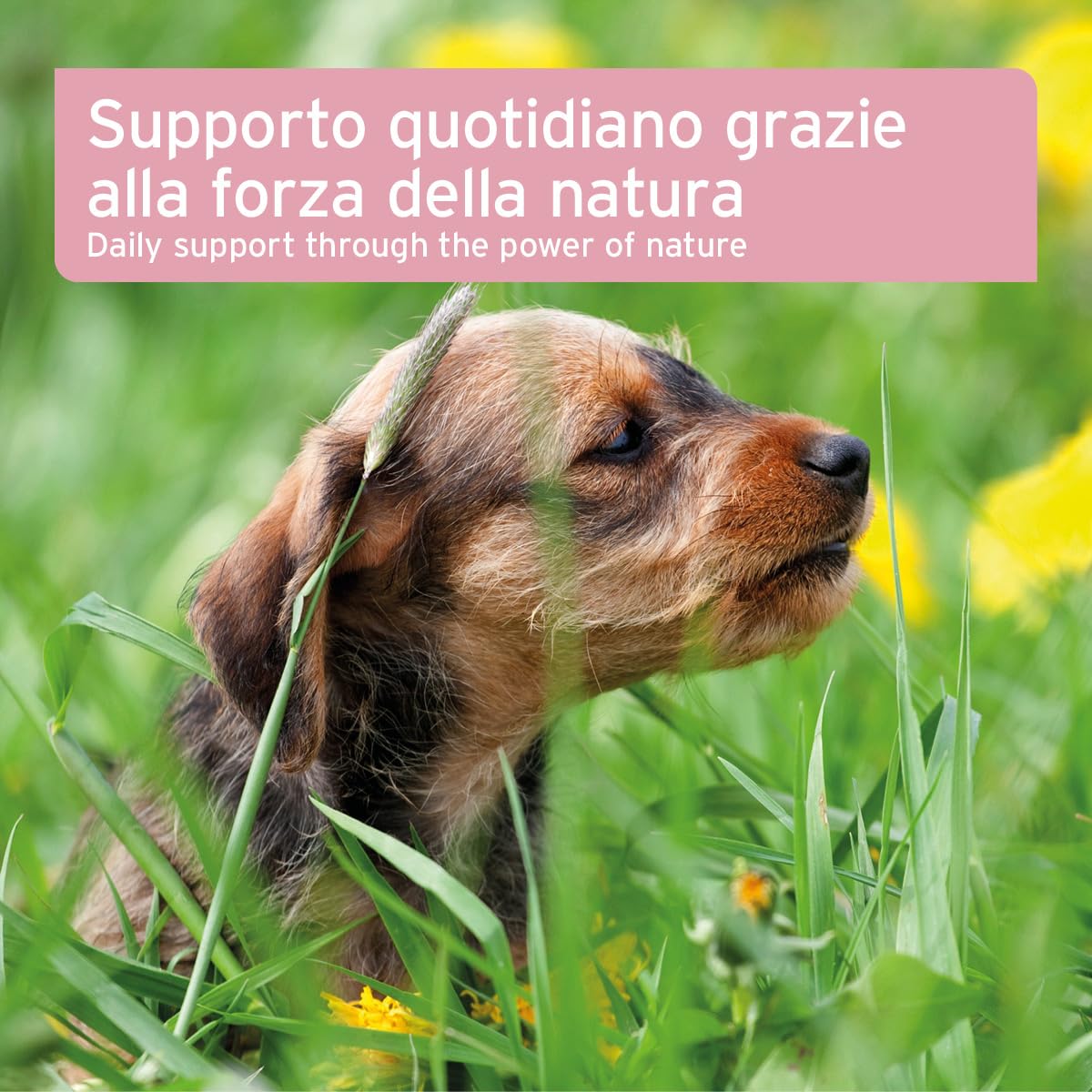 AniForte polvere per incontinenza vescicale per cani 100 g - Supporta la funzione vescicale in caso di debolezza della vescica, incontinenza, perdite urinarie e perdita di urina