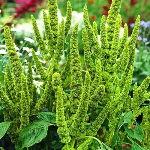 Amaranthus Green Thumb - 500 seeds + Plant tag +